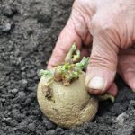 The Perfect Partners: Unlocking the Secrets of Potato Companion Plants