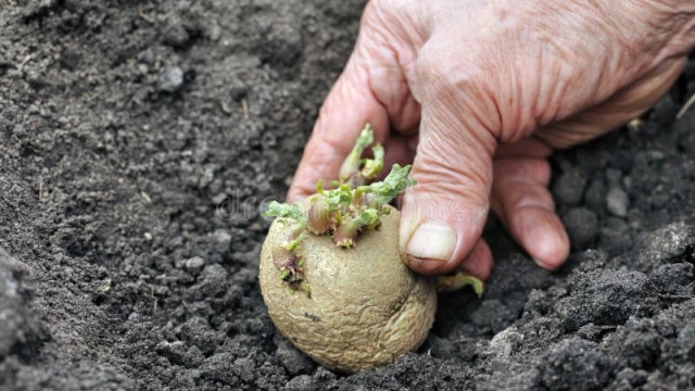 The Perfect Partners: Unlocking the Secrets of Potato Companion Plants