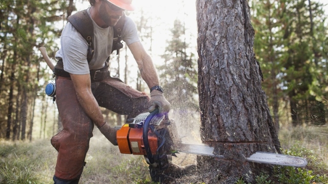 Out with the Old: The Art of Tree Removal