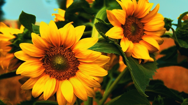 The Battle of the Cabbage Worms: Maximizing Sunflower Harvest