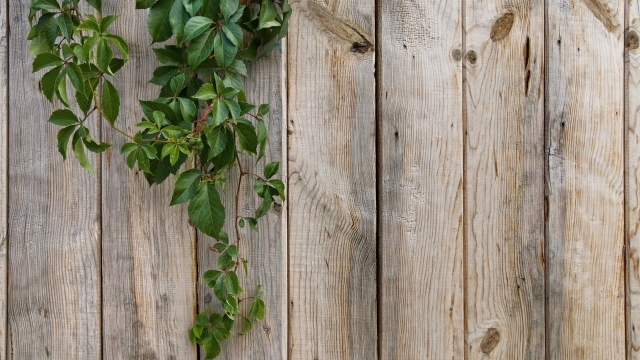 Battle of the Fences: Chain Link vs. Wood