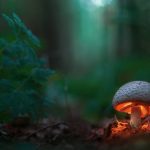 Fungi Fun: Unleashing the Magic of Mushroom Growing!