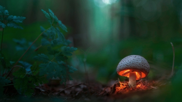 Fungi Fun: Unleashing the Magic of Mushroom Growing!