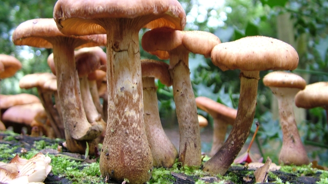 Fungi Fun: Unveiling the Secrets of Mushroom Cultivation