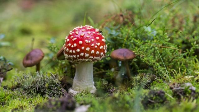 Fungi-Fuelled Adventures: Unleashing the Magic of Mushroom Growing