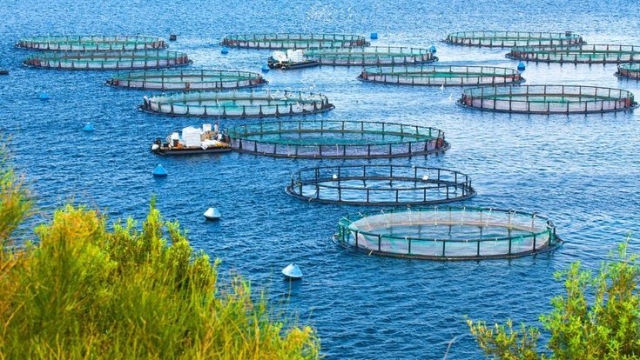 Revolutionizing the Blue Frontier: The Future of Aquaculture Technology