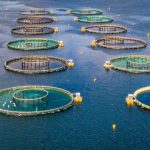 Revolutionizing the Waves: The Future of Aquaculture Technology