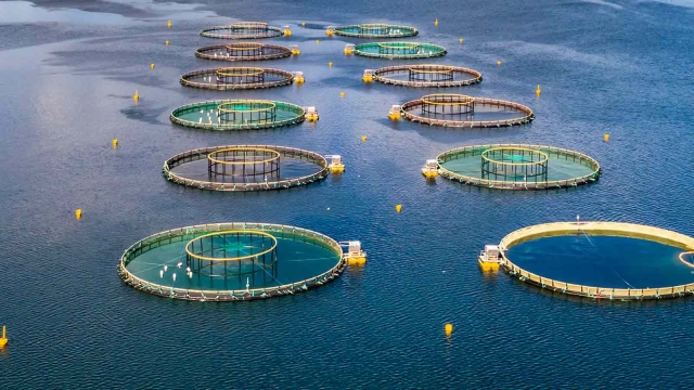 Revolutionizing the Waves: The Future of Aquaculture Technology