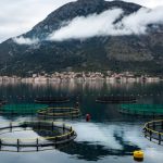 Revolutionizing the Waves: The Future of Aquaculture Technology