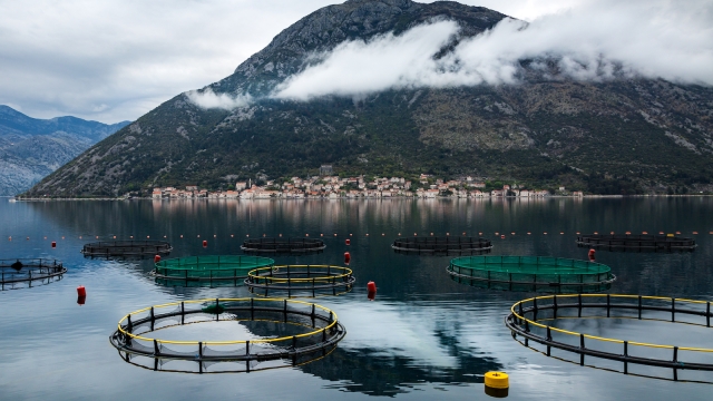 Revolutionizing the Waves: The Future of Aquaculture Technology